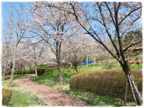 진영 금병공원 벚꽃 나들…